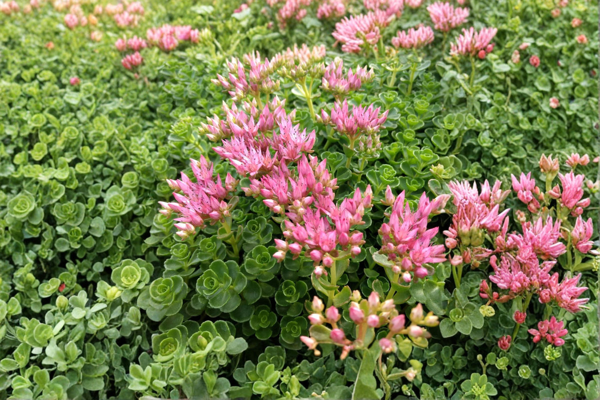 Sedum spurium 'John Creech' Stonecrop Succulent - Evergreen Groundcover with Pink Flowers