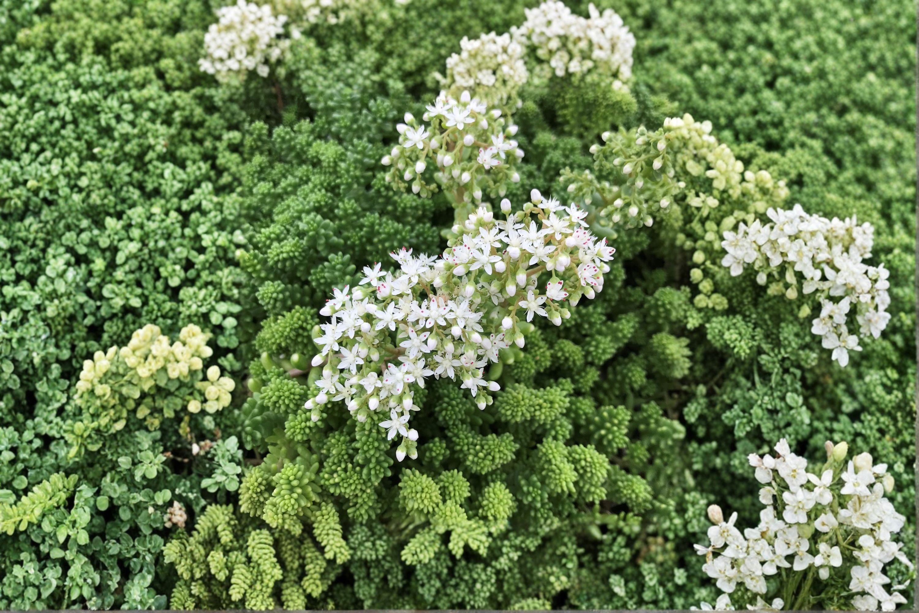 Sedum borchii 'Sport' | Evergreen Lime Green Succulent Groundcover