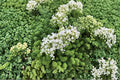 Sedum borchii 'Sport' | Evergreen Lime Green Succulent Groundcover