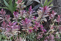Hebe 'Walter Buccleugh' Compact Evergreen Shrub with Purple Flowers | 4.5" Pot or 1 Gallon Live Plant