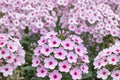Phlox 'Bright Eyes' - Fragrant Pink Garden Phlox Perennial in 1 Gallon Pot or Bareroot