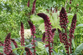 Lysimachia 'Beaujolais' Dark Purple Loosestrife - Non-Invasive Burgundy Perennial in 3.5" Pot