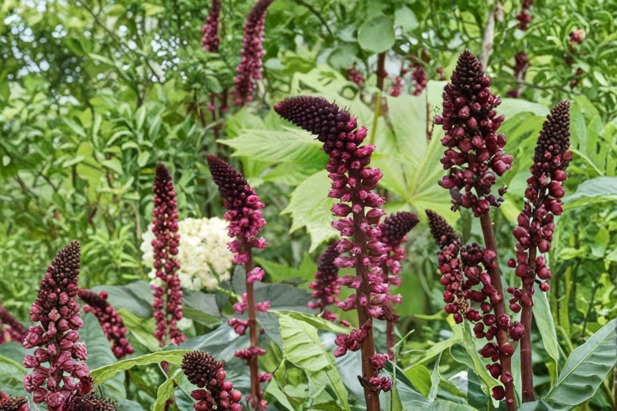 Lysimachia 'Beaujolais' Dark Purple Loosestrife - Non-Invasive Burgundy Perennial in 3.5" Pot