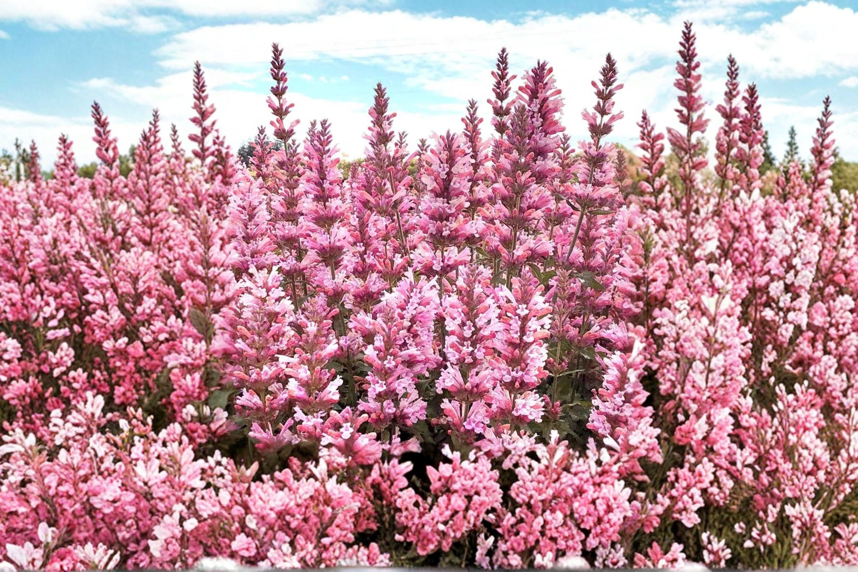 Agastache 'Pink Pearl' | Hummingbird Mint Perennial | Fragrant Pink Hyssop | Drought Tolerant Pollinator Plant