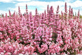Agastache 'Pink Pearl' | Hummingbird Mint Perennial | Fragrant Pink Hyssop | Drought Tolerant Pollinator Plant