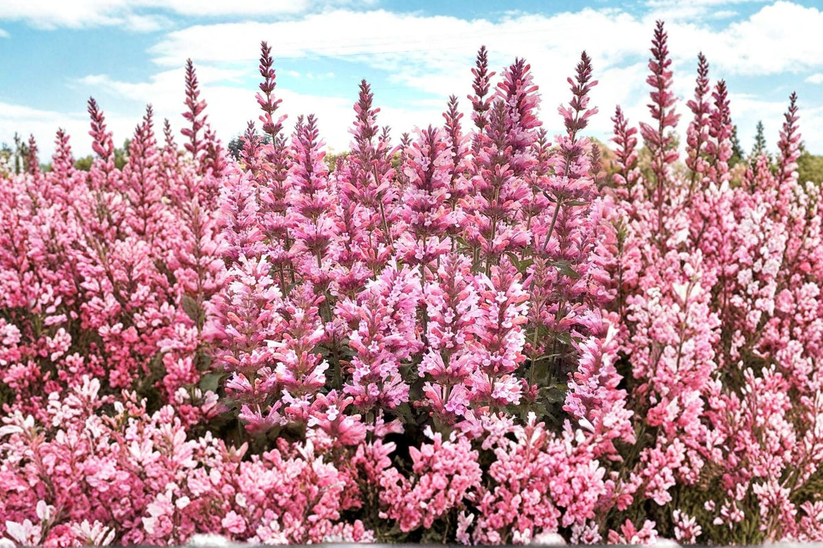 Agastache 'Pink Pearl' | Hummingbird Mint Perennial | Fragrant Pink Hyssop | Drought Tolerant Pollinator Plant