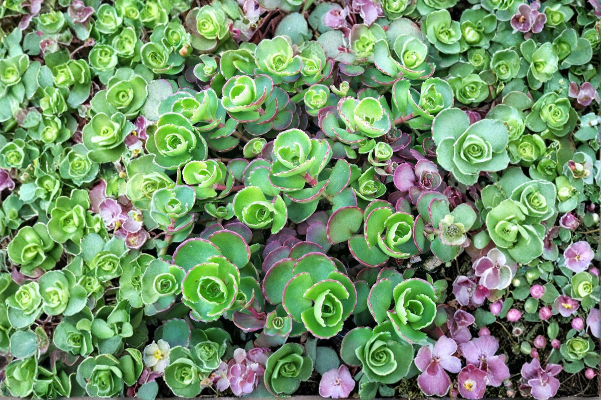 Sedum 'Dark Dragon' Stonecrop Succulent | Red Foliage Evergreen Groundcover | Drought Tolerant Plant