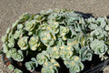 Sedum sieboldii 'Mediovariegatum' Variegated Stonecrop Succulent with Pink Flowers