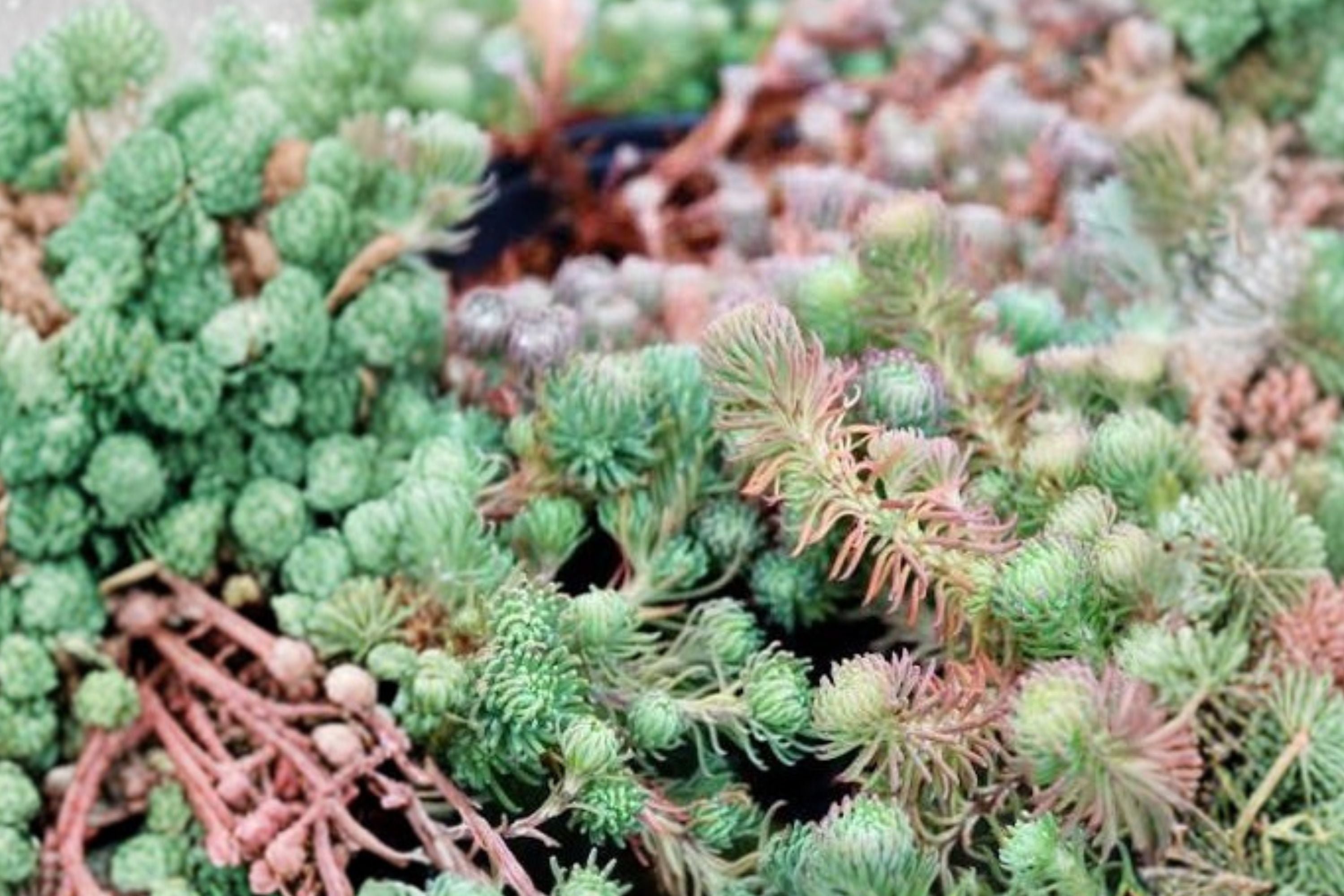 10 Sedum 'Antique Grill' Cuttings | Evergreen Blue Purple Stonecrop Succulent Groundcover