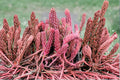 Sedum 'Red Wiggles' - Red Green Stonecrop Succulent Evergreen Groundcover 3.5" Live Plant