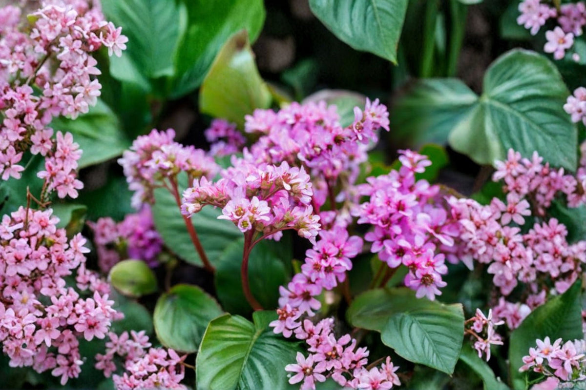 Bergenia 'Dumbo' Evergreen Perennial | Pink Flower Shade Plant | Deer Resistant Groundcover