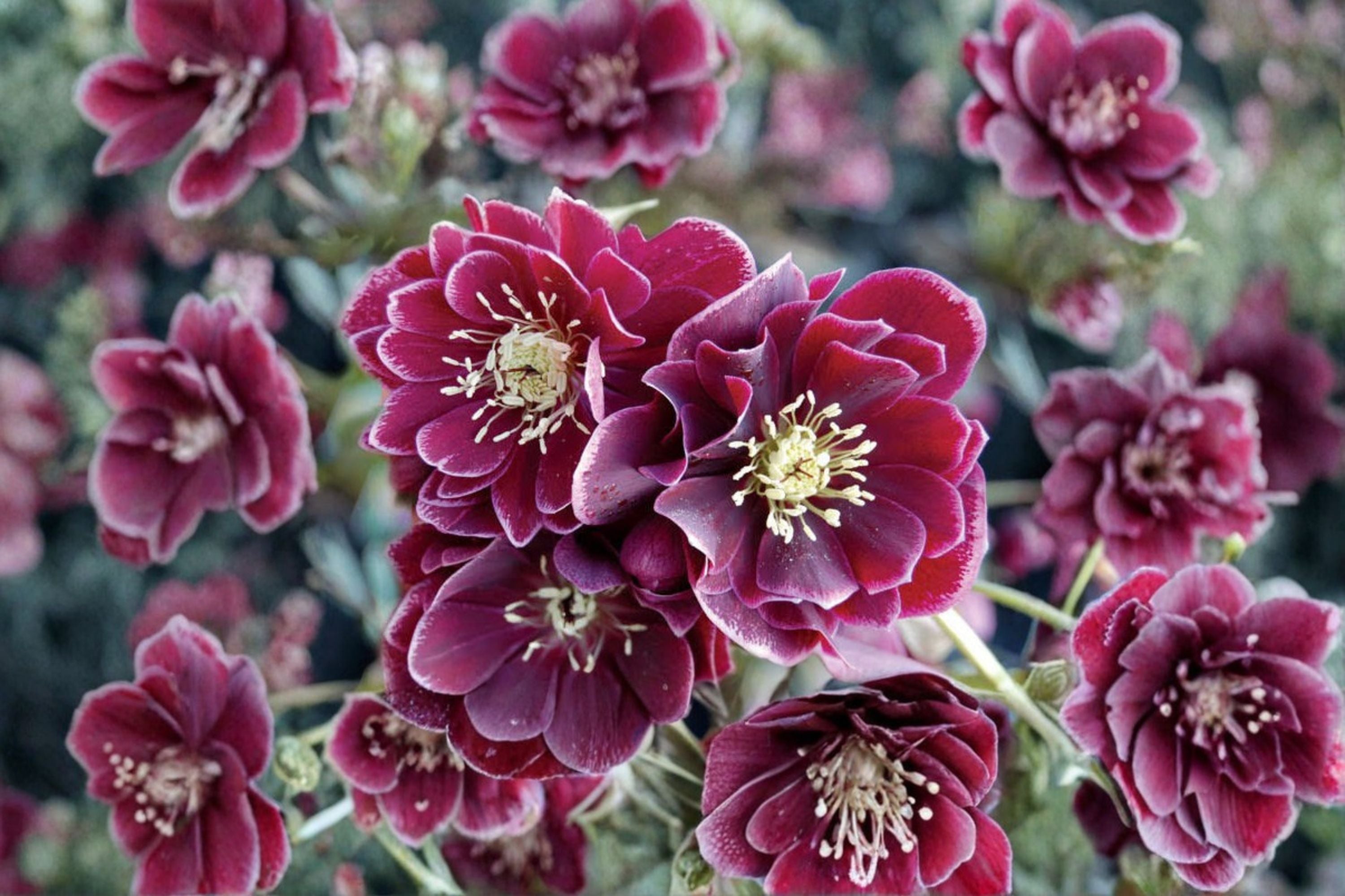 Lenten Rose 'Amethyst Gem' | Winter Jewels Hellebore | Evergreen Shade Perennial