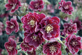 Lenten Rose 'Amethyst Gem' | Winter Jewels Hellebore | Evergreen Shade Perennial