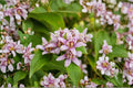 Tricyrtis 'Seiryu' Toad Lily - Shade Loving Perennial with Orchid-Like Late Summer Blooms