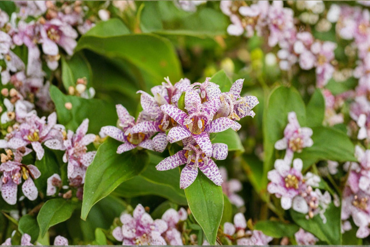 Tricyrtis 'Seiryu' Toad Lily - Shade Loving Perennial with Orchid-Like Late Summer Blooms