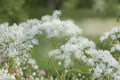 Thalictrum 'Nimbus White' | Meadow Rue Perennial with White Flowers | Tall Cottage Garden Plant