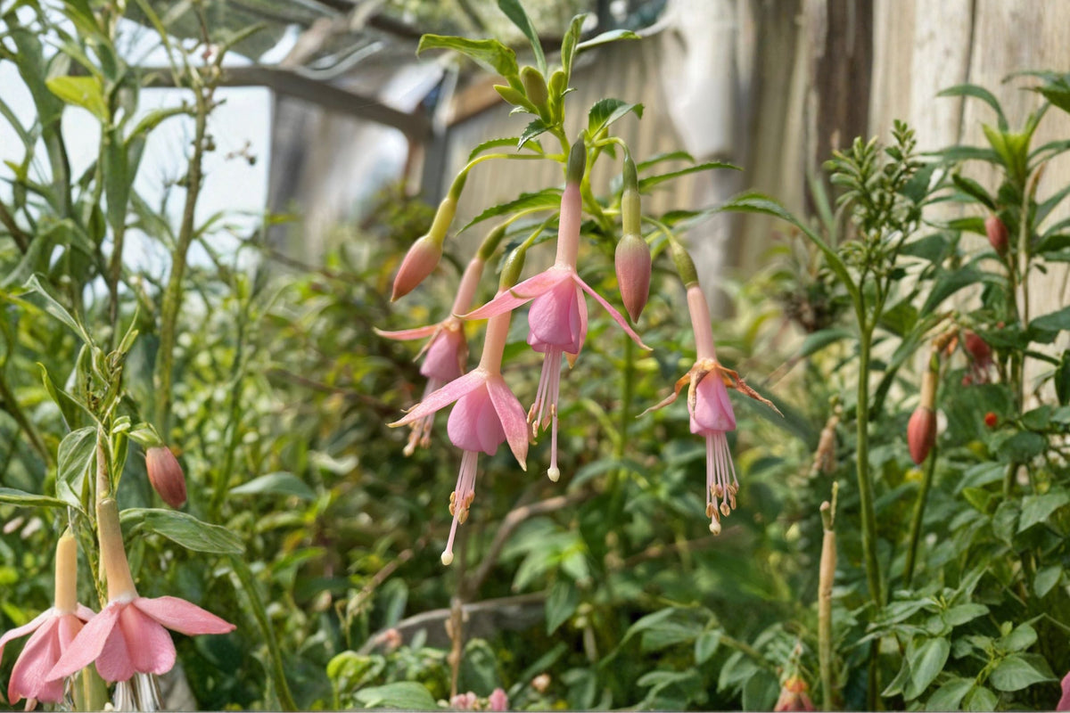 Fuchsia 'White Knights Pearl' | Hardy Light Pink Flowering Shrub | 1 Gallon Perennial