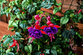 Fuchsia 'Tricolor' | Hardy Variegated Fuchsia with Red & Violet Flowers | Long Blooming Perennial