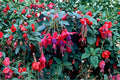Fuchsia 'Tom Thumb' | Hardy Dwarf Fuchsia with Purple & Red Flowers | Long Blooming Perennial in 1 Gallon Pot