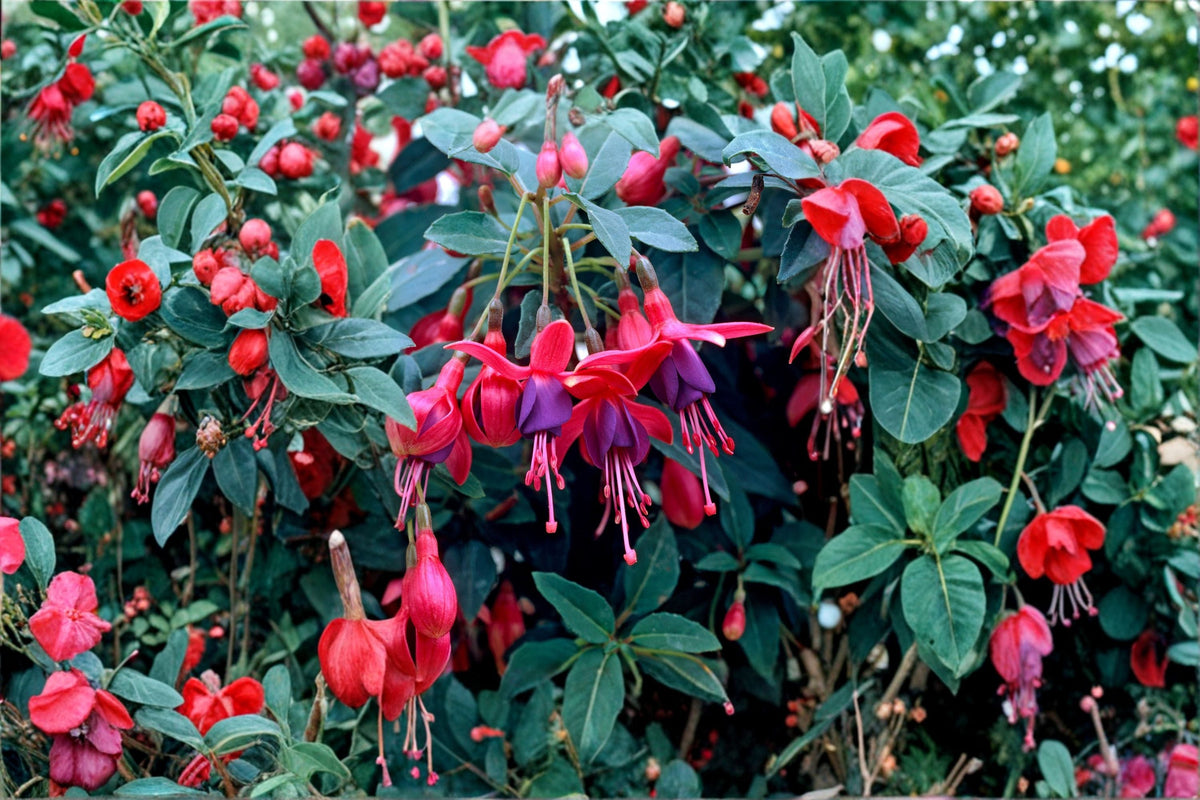 Fuchsia 'Tom Thumb' | Hardy Dwarf Fuchsia with Purple & Red Flowers | Long Blooming Perennial in 1 Gallon Pot