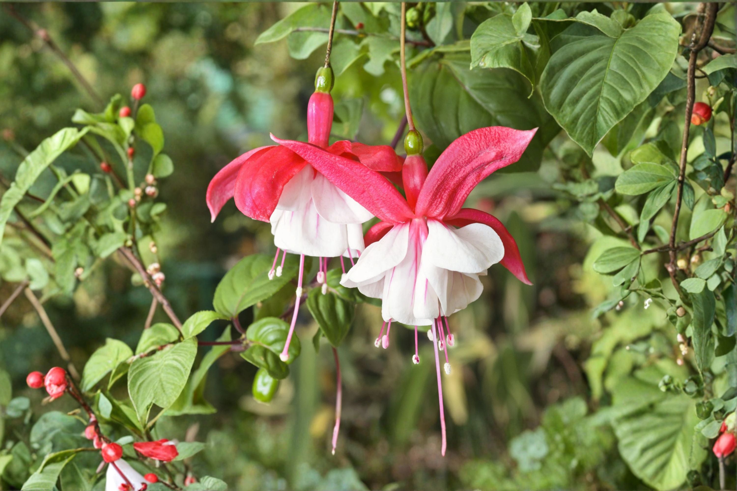 Fuchsia 'Lady Thumb' Hardy Perennial | Pink & White Flowers | Hummingbird & Pollinator Friendly