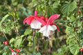 Fuchsia 'Lady Thumb' Hardy Perennial | Pink & White Flowers | Hummingbird & Pollinator Friendly