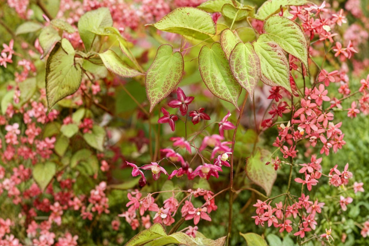 Epimedium x rubrum | Bishop's Hat | Red Barrenwort | Shade Groundcover | Deer Resistant Perennial