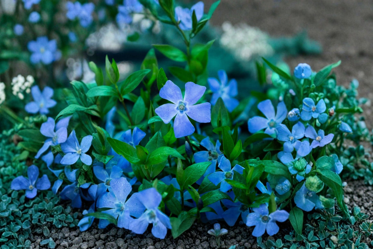 Vinca minor Trio | Evergreen Periwinkle Groundcover | Shade Perennial 3 Live Plants