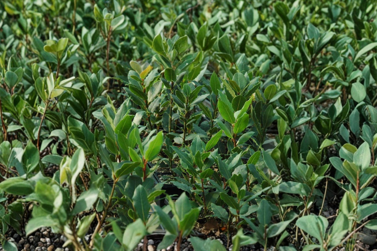 Laurus nobilis | Bay Laurel Tree | Culinary Herb Evergreen | 1 Gallon Pot