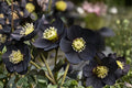 Lenten Rose 'Black Diamond' | Winter Jewels Hellebore | Evergreen Shade Perennial in 1 Gallon Pot