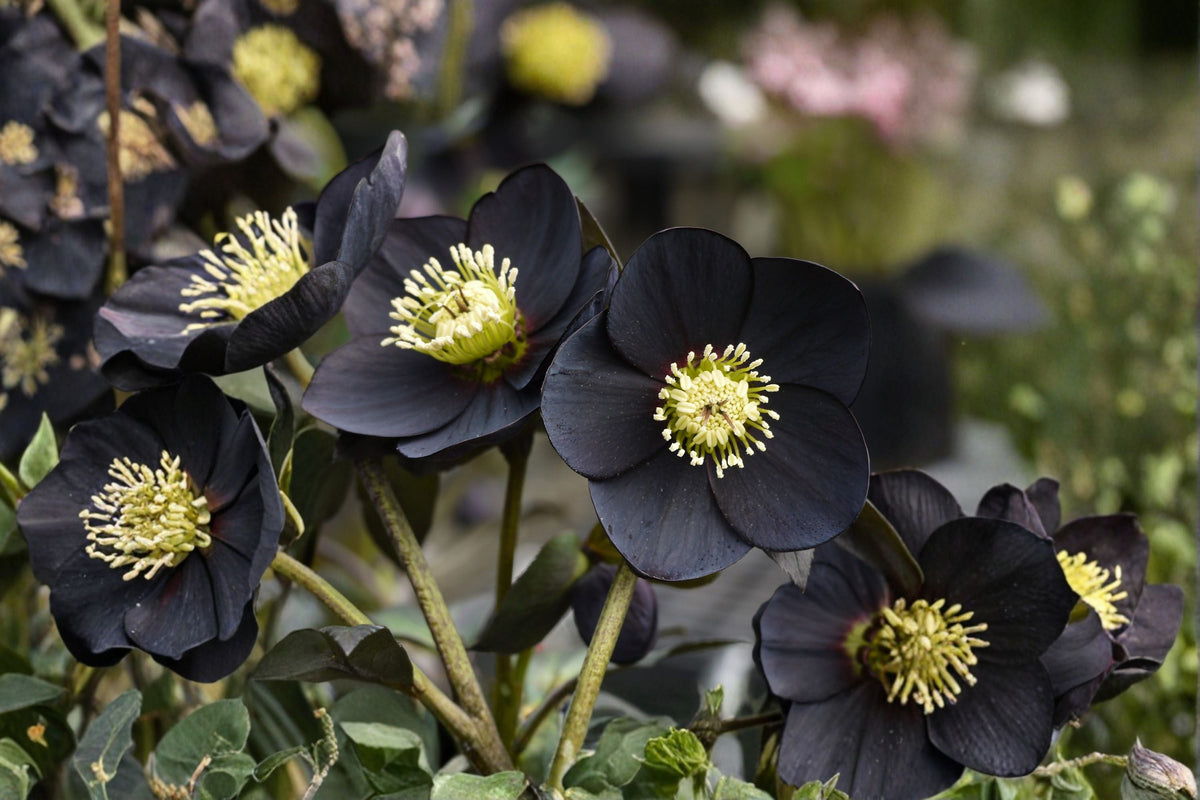 Lenten Rose 'Black Diamond' | Winter Jewels Hellebore | Evergreen Shade Perennial in 1 Gallon Pot