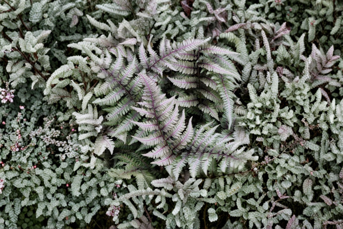 Athyrium niponicum 'Metallicum' | Japanese Painted Fern | Silver Purple Shade Perennial