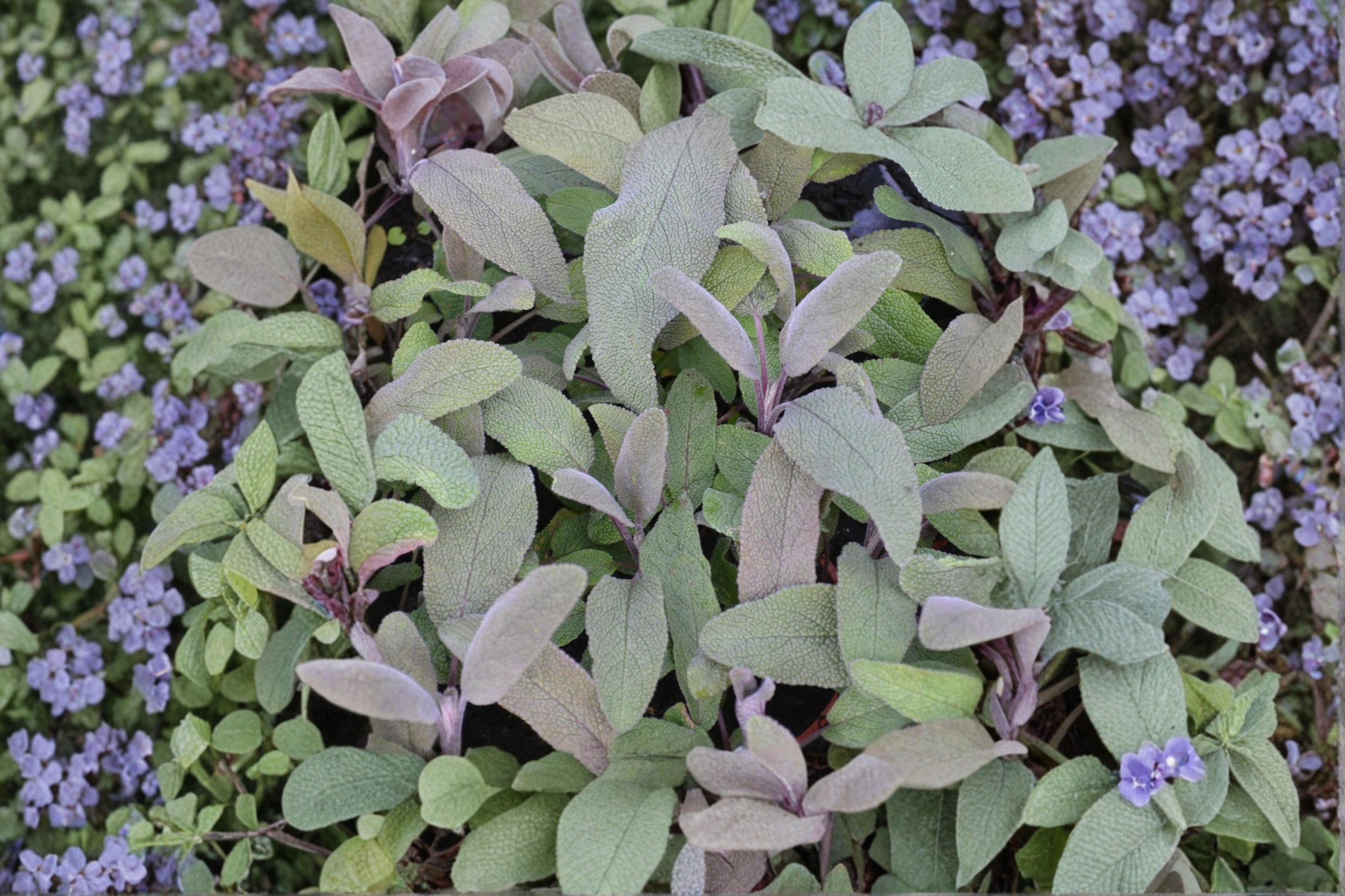 Purple Sage Plant | Salvia officinalis 'Purpurascens' | Aromatic Culinary Herb