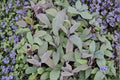 Purple Sage Plant | Salvia officinalis 'Purpurascens' | Aromatic Culinary Herb