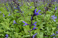 Salvia 'Black and Blue' | Blue Anise Sage | Hummingbird & Pollinator Perennial | 1 Gallon Pot