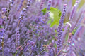 Nepeta 'Walker's Low' Catmint Plant | Pollinator Perennial with Lavender Blue Blooms