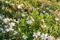 Hebe 'McKeanii' Compact Evergreen Shrub with White Flowers | Dwarf, Low Maintenance, Pollinator Friendly