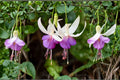 Fuchsia 'Delta's Sarah' | Hardy Fuchsia with White & Violet Blue Flowers | 1 Gallon Live Plant