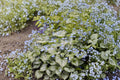 Brunnera 'Jack Frost' Siberian Bugloss - Silver Foliage Shade Perennial with Blue Spring Flowers