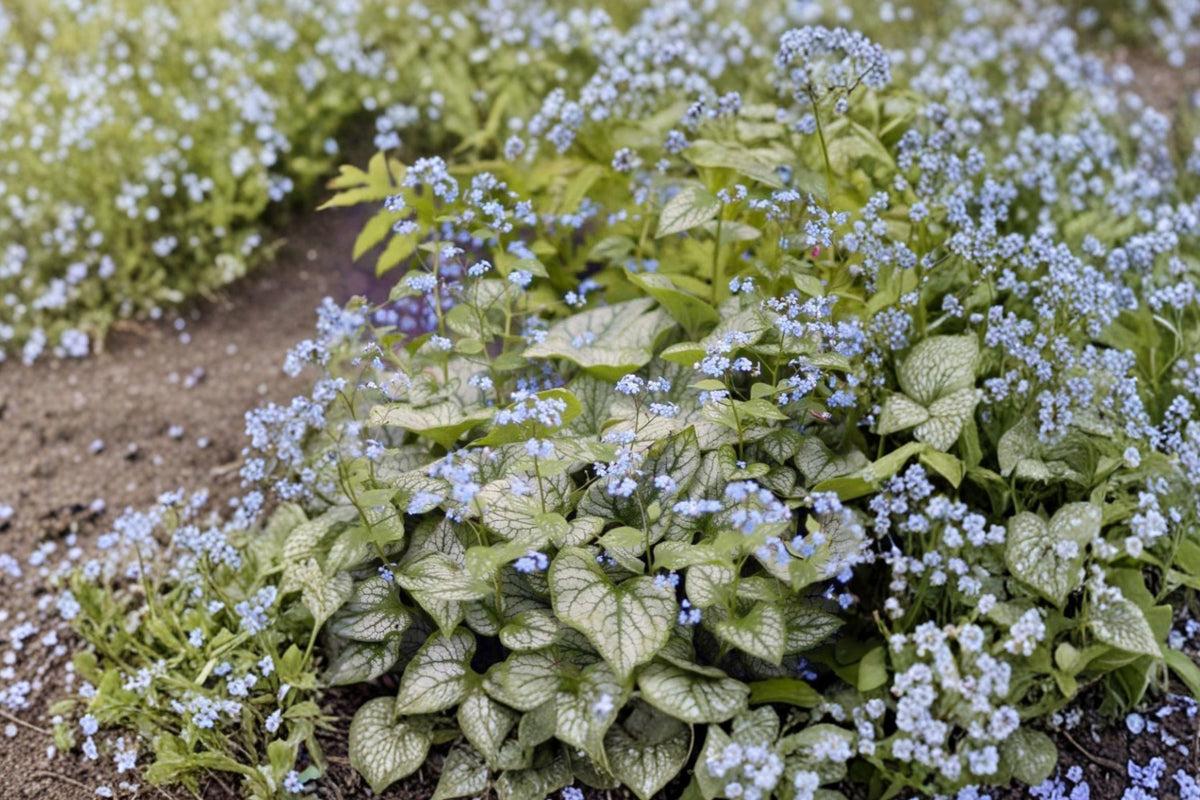 Brunnera 'Jack Frost' Siberian Bugloss - Silver Foliage Shade Perennial with Blue Spring Flowers