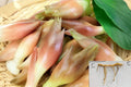Myoga Ginger Live Roots (Zingiber mioga) – Cold Hardy Edible Japanese Ginger Plant for Shade Gardens