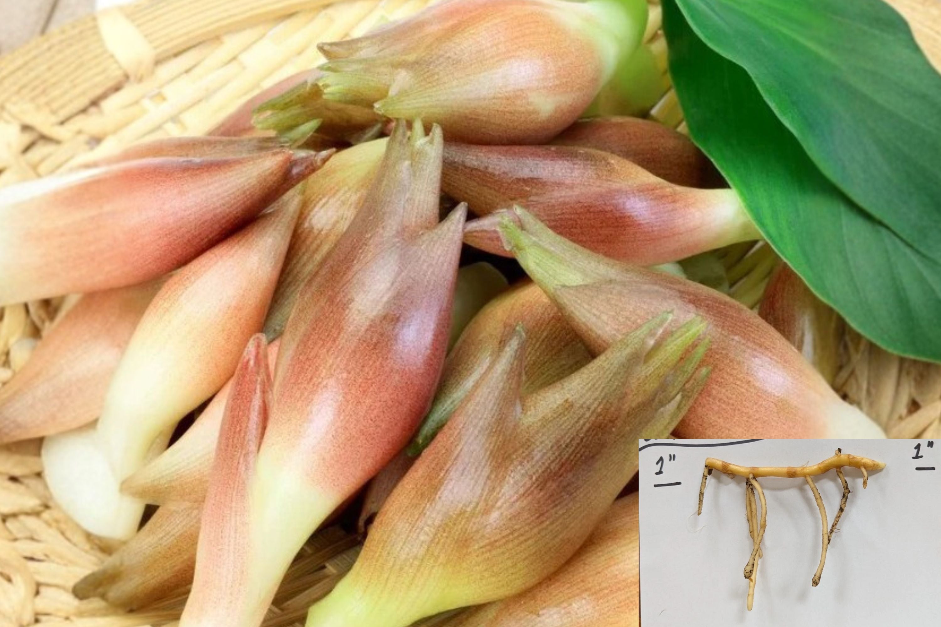 Myoga Ginger Live Roots (Zingiber mioga) – Cold Hardy Edible Japanese Ginger Plant for Shade Gardens