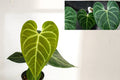 Anthurium Regale AFF Pack of 2 – Rare Velvet Leaf Tropical Houseplants from Leal Plants Ecuador