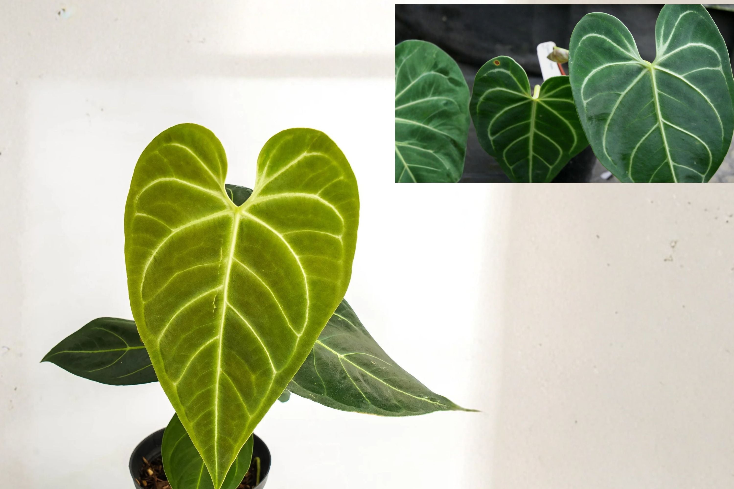 Anthurium Regale AFF Pack of 2 – Rare Velvet Leaf Tropical Houseplants from Leal Plants Ecuador
