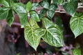 Syngonium Batik Plant – Variegated Arrowhead Vine Indoor Houseplant – Easy Care Tropical Vining Plant