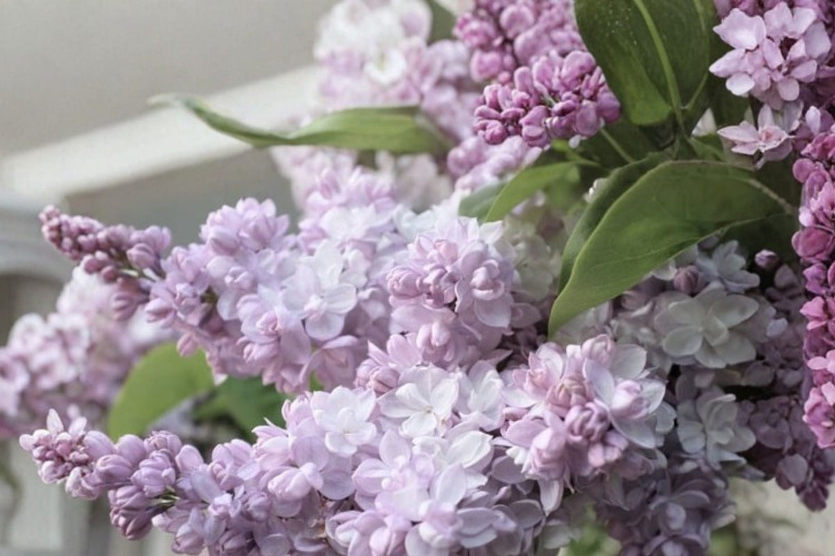Beauty of Moscow Lilac Plant | Syringa vulgaris ‘Krasavitsa Moskvy’ | Fragrant Double White Pink Flowers | 1 Gallon
