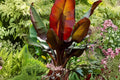 Ensete Maurelii Red Banana Plant – Large Tropical Ornamental with Red Stems & Oversized Leaves