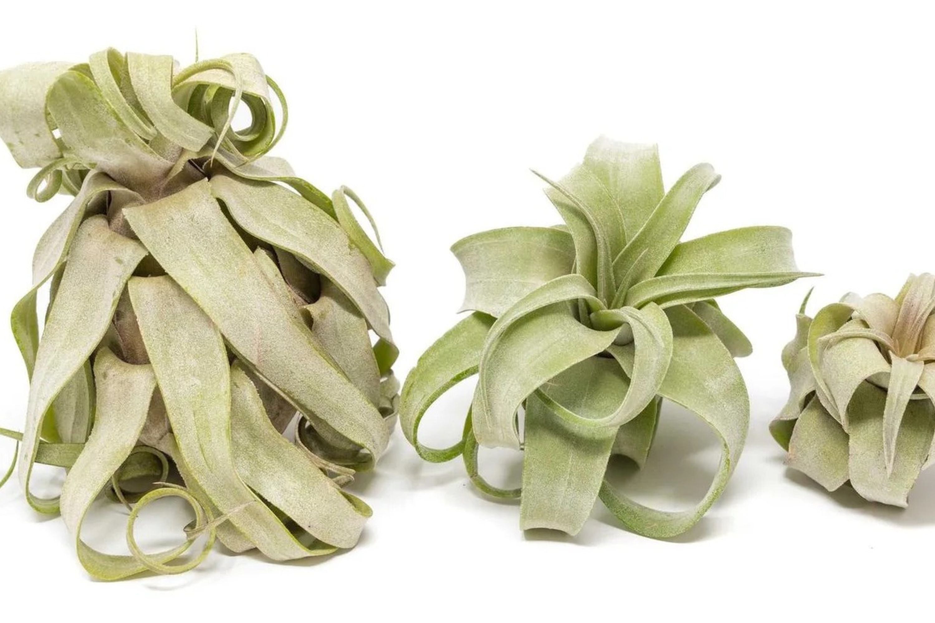 Tillandsia Streptophylla Air Plant Medium – Curly Live Tillandsia No Soil Indoor Plant