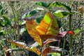 Musa Siam Ruby Banana Plant – Rare Red Variegated Tropical Banana Tree for Patio & Containers
