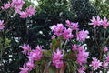 German Empress Epiphyllum Cutting 8–10” – Orchid Cactus Night Blooming Tropical Plant